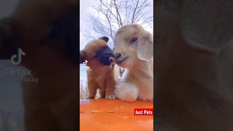 Cute puppy & baby goat #shorts #tiktok #viral #cute #willmakeyourday #funnyanimals