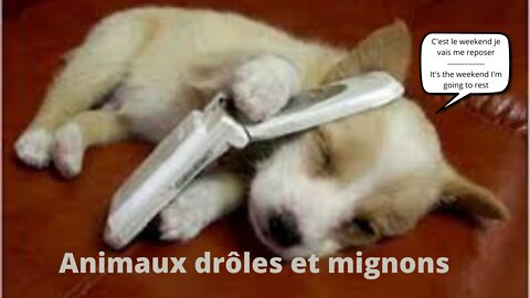Animals Funny