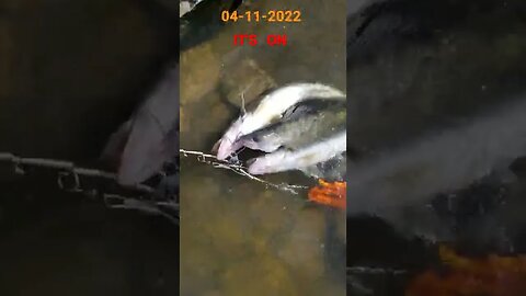 04-11-2022! its absolutely on fire down there, 4 Walleye by 9:30 am, had to leave early..