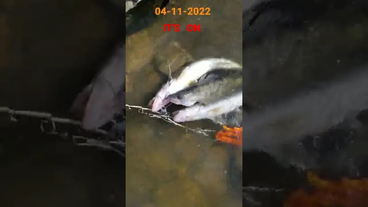 04-11-2022! its absolutely on fire down there, 4 Walleye by 9:30 am, had to leave early..