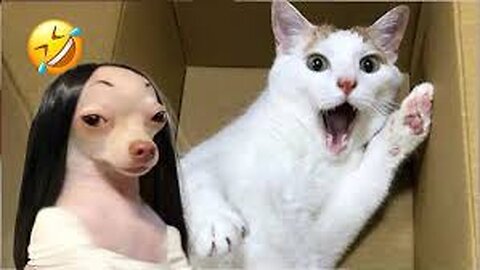 Try not to laugh pets🐶🤣