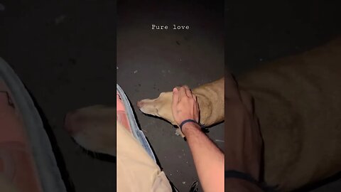 Dog lover #dog #masum #purelove #puppy #like #newvideo #views #comment