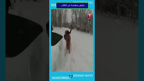حقائق مدهشة عن الكلاب 17
