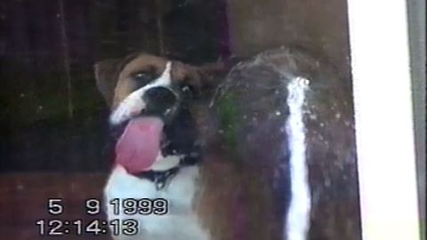 8 Dogs Who Love To Lick Windows
