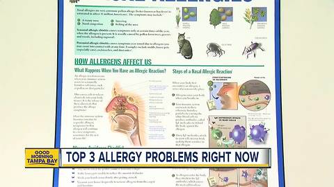 Seasonal allergies a problem all year in Tampa Bay