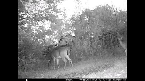 Deer 10-26-2024
