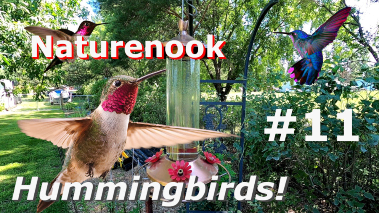 Hummingbird Cam Fight ALPHA GREEN Defends Territory - Beautiful Birds in flight #11