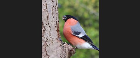 Bird finding food