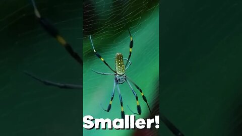 FUN FACT: We have spiders, crawling all over our skin. | #reaction #viral #cringe #trending #comedy