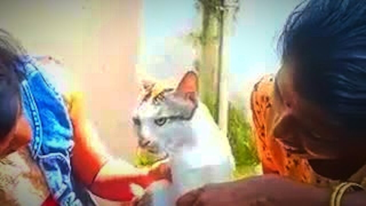 Kitten counting so funny