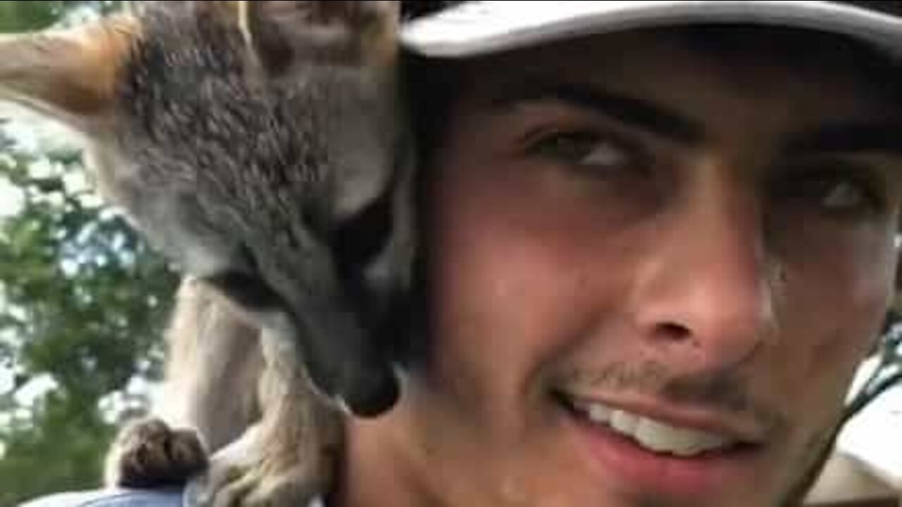 Cet homme a adopté un renardeau pensant que c'était un chiot