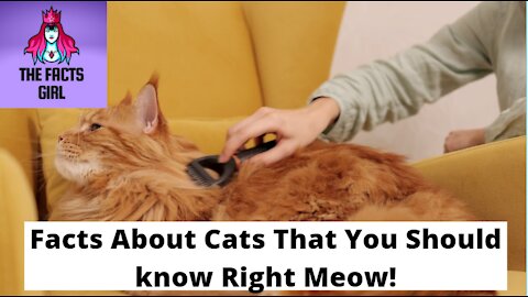 Facts About Cats That You Should know Right now!