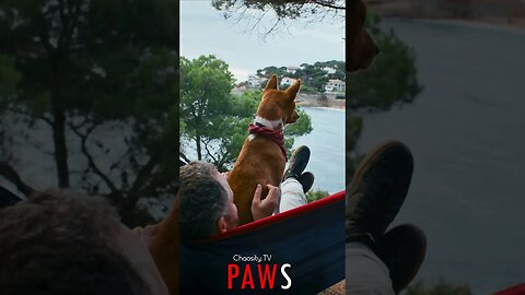 🐶 #PAWS - Hammock Paradise: Dog and Man Embraced by Nature's Beauty with Beach in View 🐾