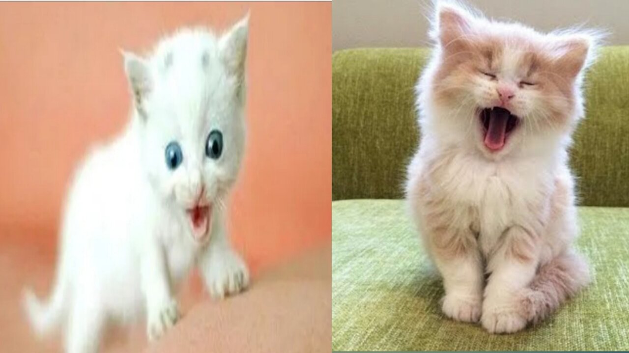 Look How The Puppy and Kitten play