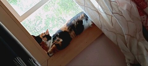lazy cat