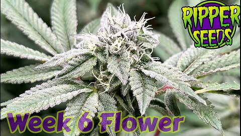 Ripper Seeds GMO X Animal Cookies Wk 6 flowerin rdwc under @grandmasterlevel Masterbloom 6