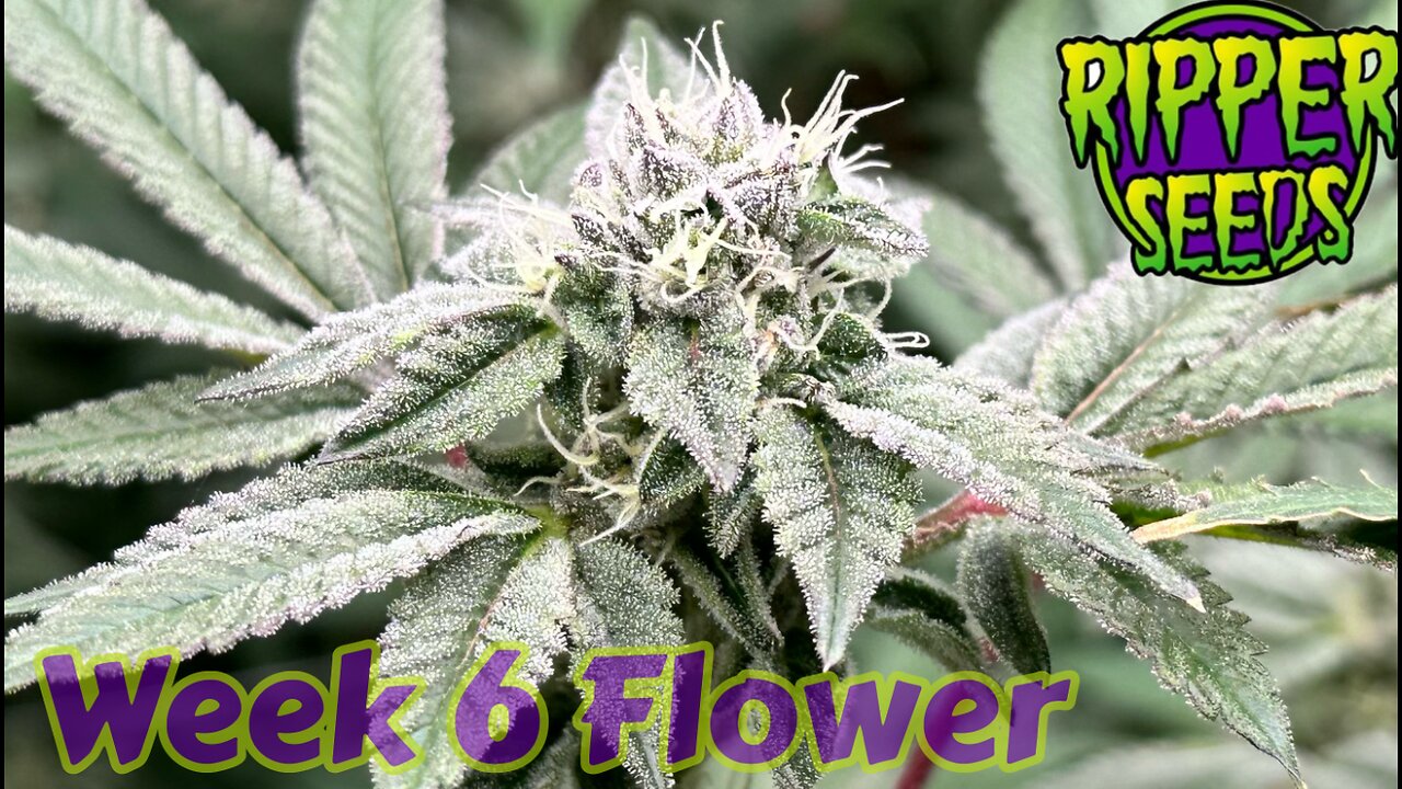 Ripper Seeds GMO X Animal Cookies Wk 6 flowerin rdwc under @grandmasterlevel Masterbloom 6