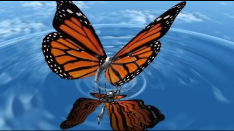 The Butterfly Effect