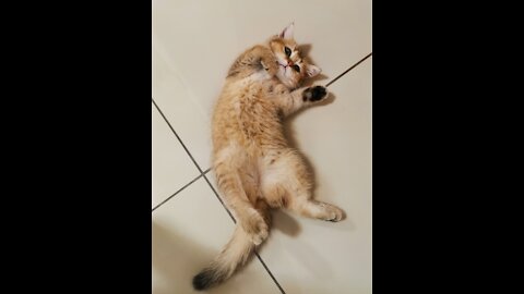 Adorable Kitten - Playing with Toy Lion