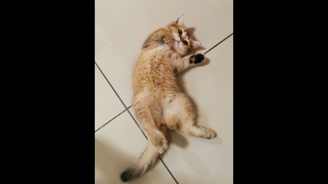 Adorable Kitten - Playing with Toy Lion