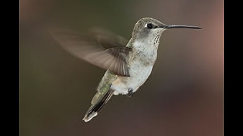 hummingbird
