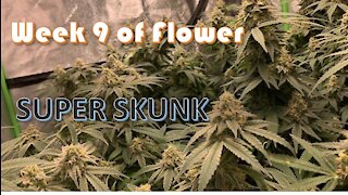 Starting Week 9 of flower of Super Skunk
