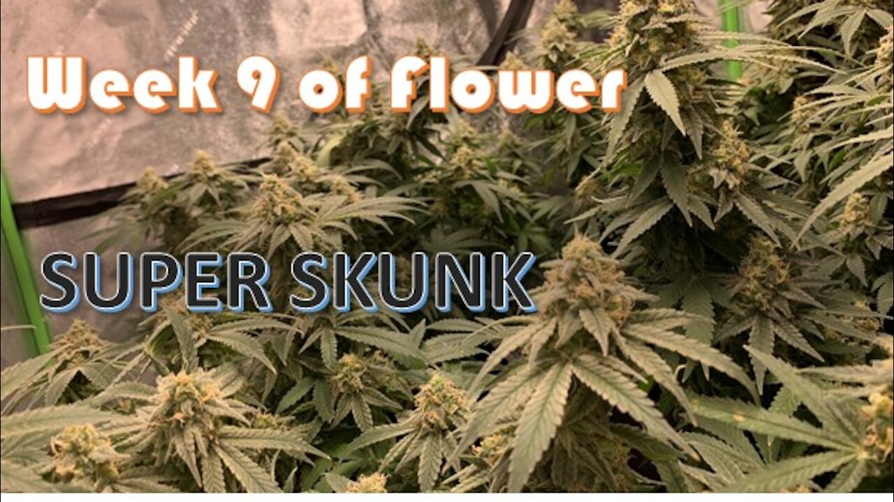 Starting Week 9 of flower of Super Skunk