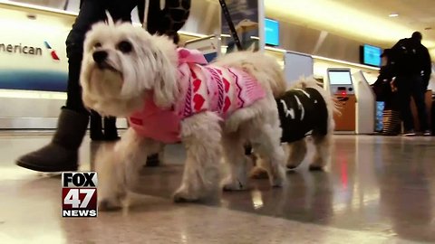 United Airlines cracks down on emotional support animals on flights