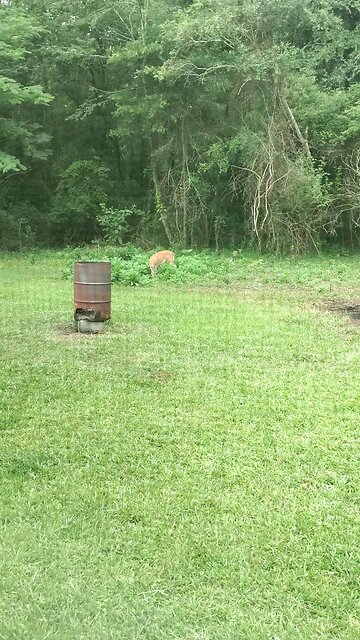 Real American Mammoth living