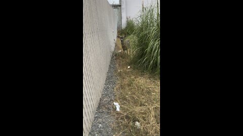 Feeding The Buck Deer