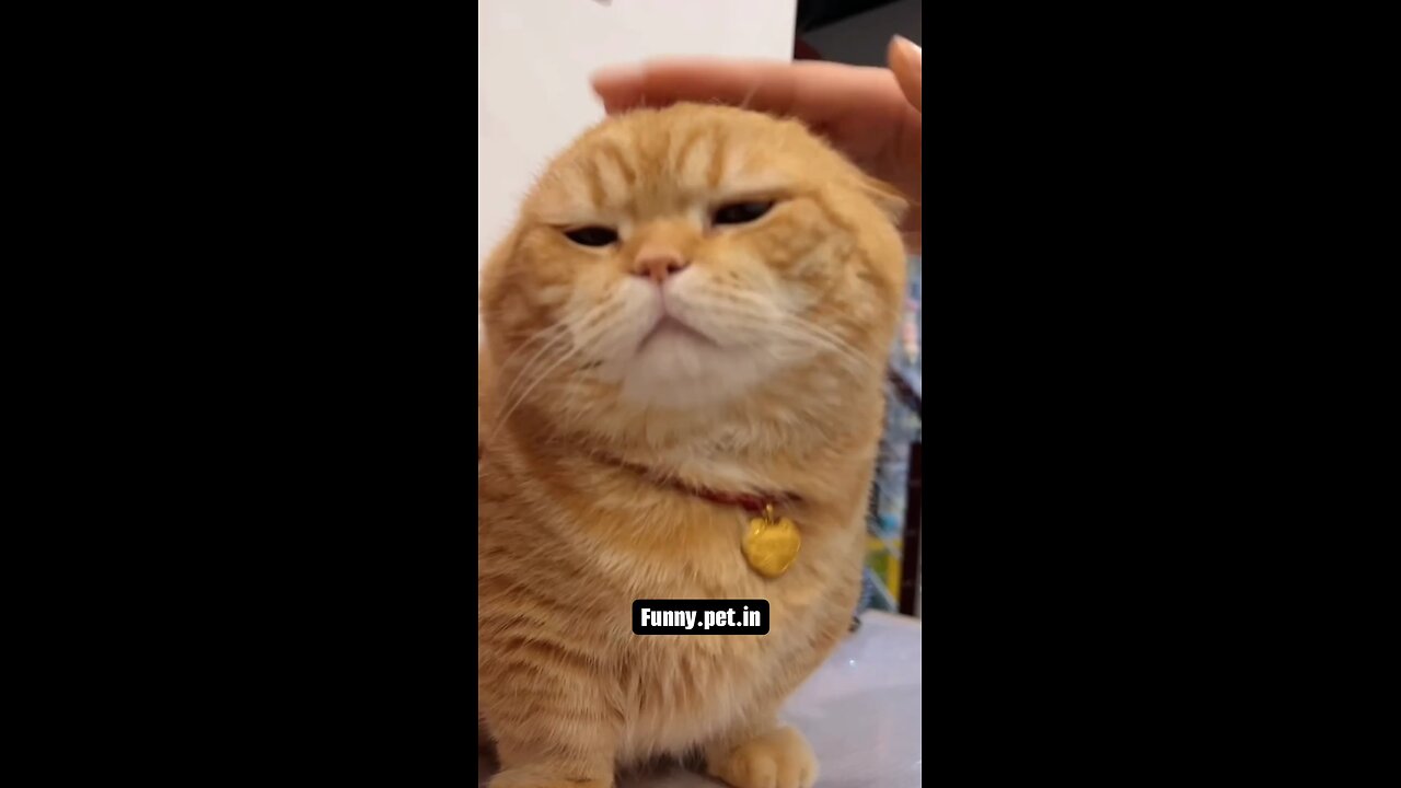 Try not to laugh funny playful cats