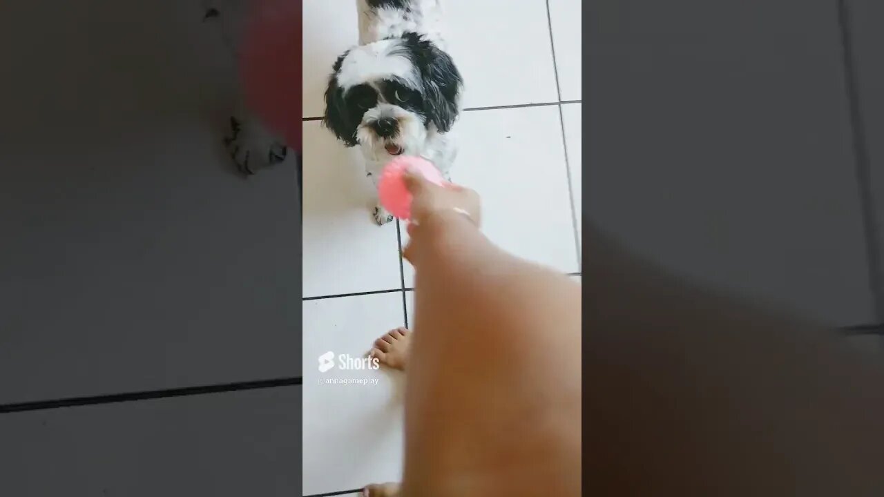 fefe 🐕❤️😍