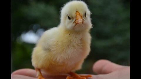 how a chicken is born from an egg