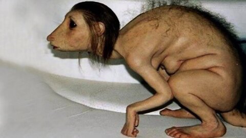O CACHORRO MAIS RAPIDO DO MUNDO - 3 de Algo