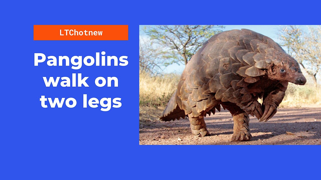 A pangolin walks around, looking like a dinosaur