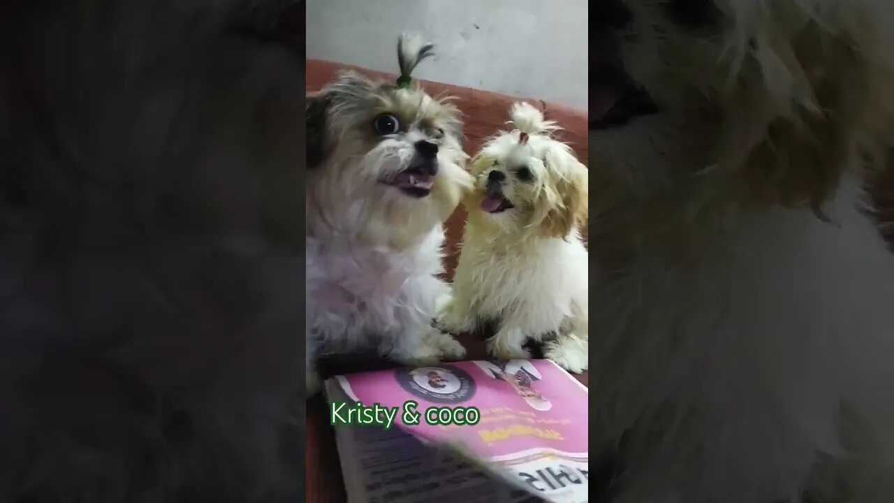 #dogslover -ƙɾiʂƚყ &ƈσƈσ #shortvideo #dog #shihtzu #cutedog #subscribe #edits