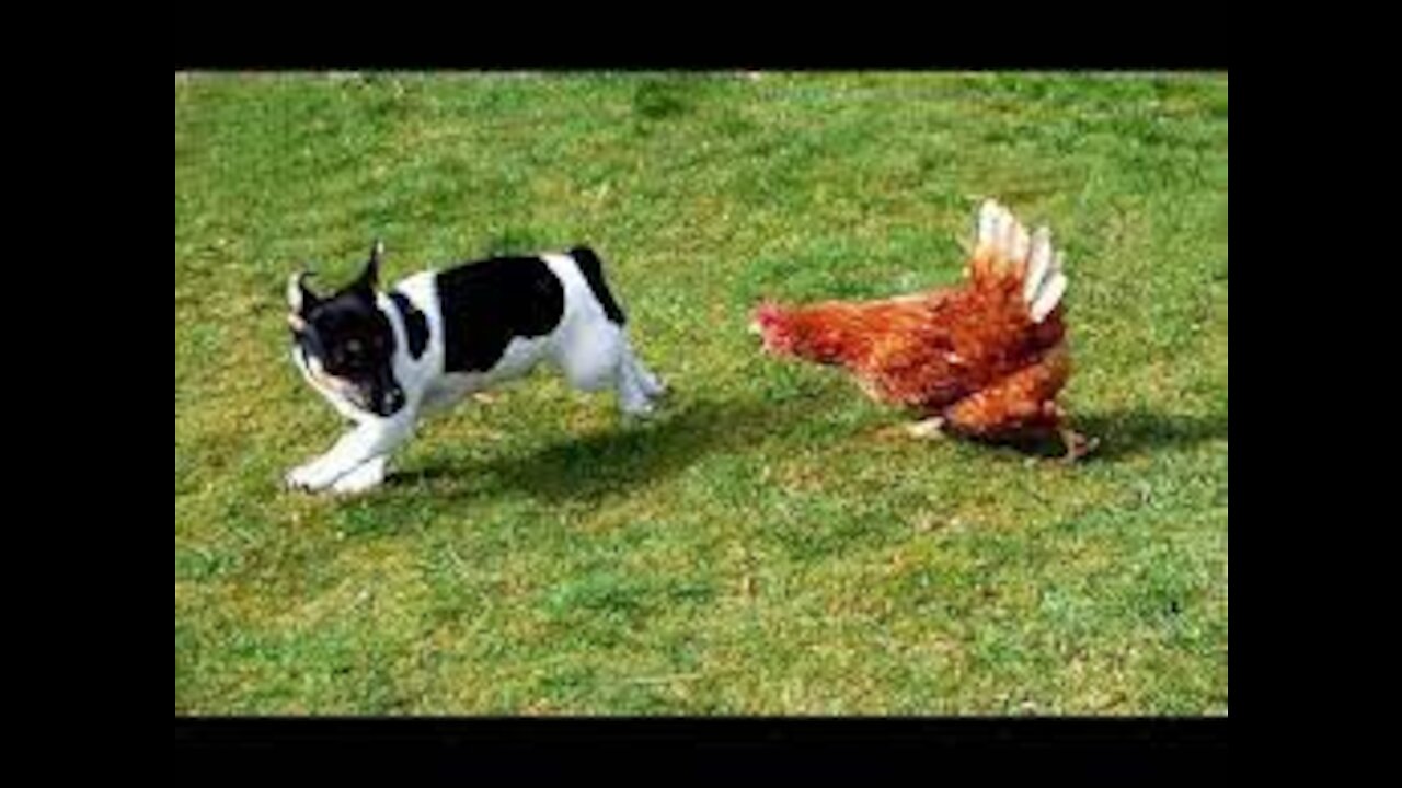 Chicken VS Dog Fight - Funny Dog Fight Videos Funny Animal Movies