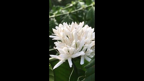 White Flower with Meditation Music