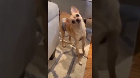 funny dogs and cats