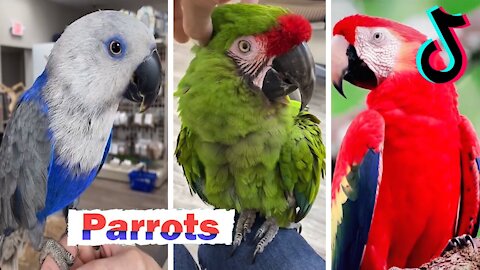 Cute and Funny Parrots Videos Compilation ~ Watch this to if you're feeling down ^^