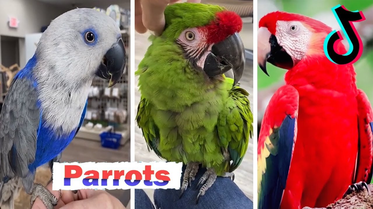 Cute and Funny Parrots Videos Compilation ~ Watch this to if you're feeling down ^^