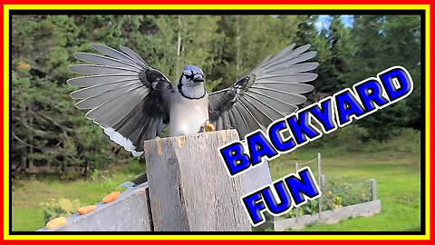 Feeding Blue jays their favorite food #bluejays #birds