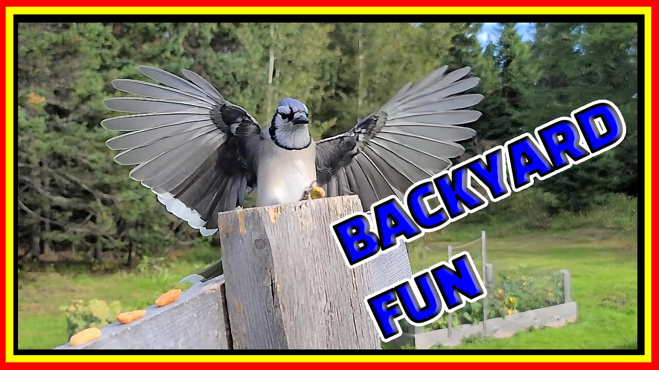 Feeding Blue jays their favorite food #bluejays #birds