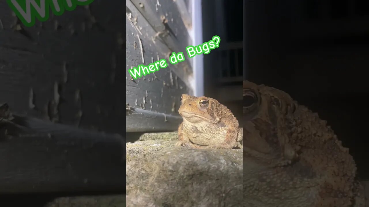 "The Patient Predator: Fowler's Toad and Its Quest for Bugs #fowlerstoad #prepperboss