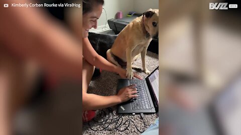 Cadela interrompe trabalho quando precisa de atenção