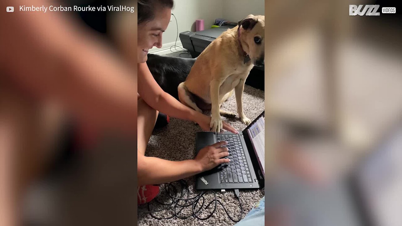 Cadela interrompe trabalho quando precisa de atenção