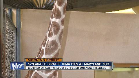 Maryland Zoo in Baltimore mourning the death of Juma the giraffe