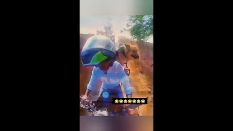 animals funny video