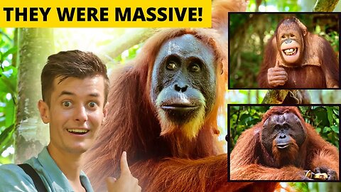 Flying To Borneo Just For That ONE MOMENT! A Crazy Wildlife Experience