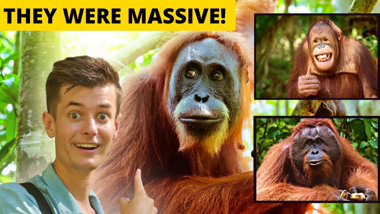 Flying To Borneo Just For That ONE MOMENT! A Crazy Wildlife Experience